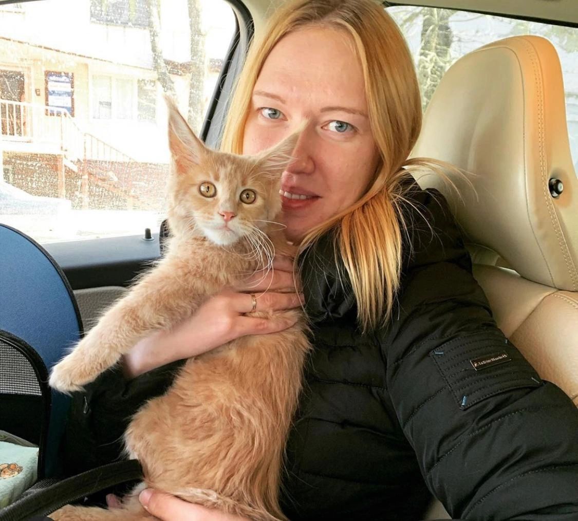 How Do You Groom A Maine Coon Cat?